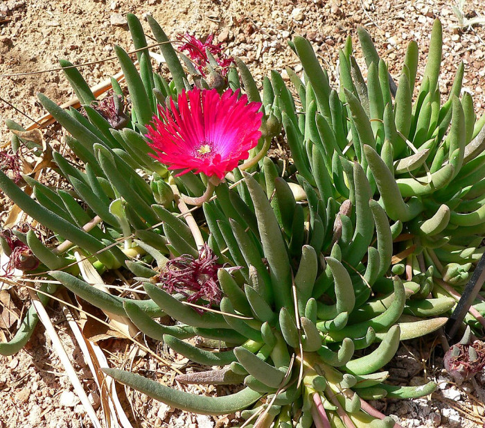 요술꽃 - Cephalophyllum subulatoides