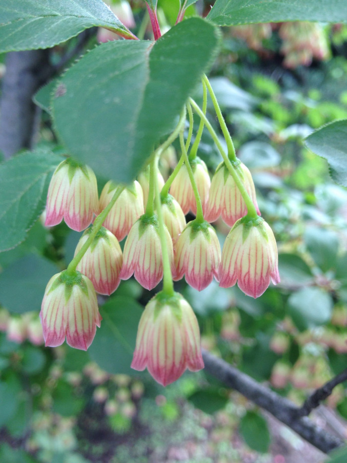 등대꽃 - Enkianthus campanulatus 