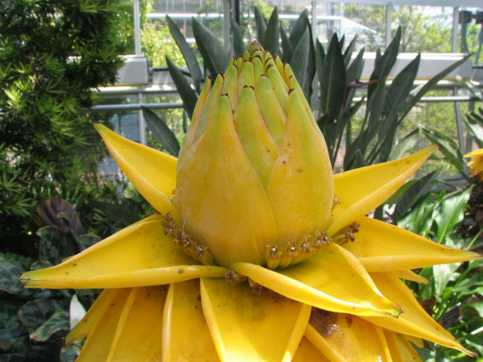 황금연꽃바나나 - Chinese yellow banana, Chinese dwarf banana, Golden lotus banana, Ensete lasiocarpum, Musella lasiocarpa