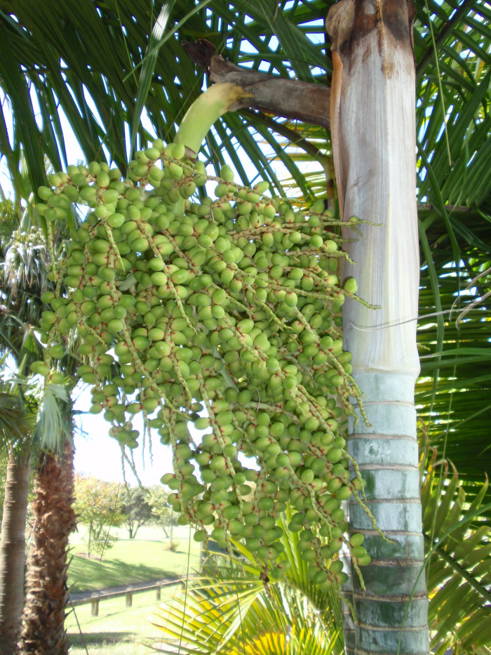 사탕수수야자 - Sugar Cane Palm, Dypsis baronii