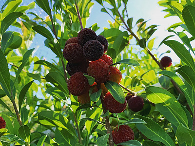 소귀나무 사진 - Myrica rubra (Lour.) Siebold & Zucc. Photos