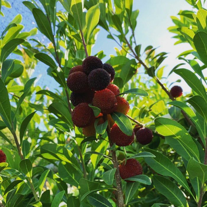소귀나무 - Chinese bayberry, Japanese bayberry, red bayberry, yumberry, waxberry, Chinese strawberry, Myrica rubra (Lour.) Siebold & Zucc.