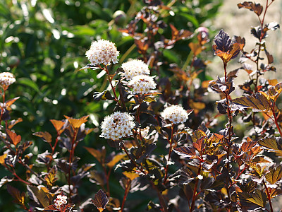 자엽국수나무 사진 - Physocarpus opulifolius Photos