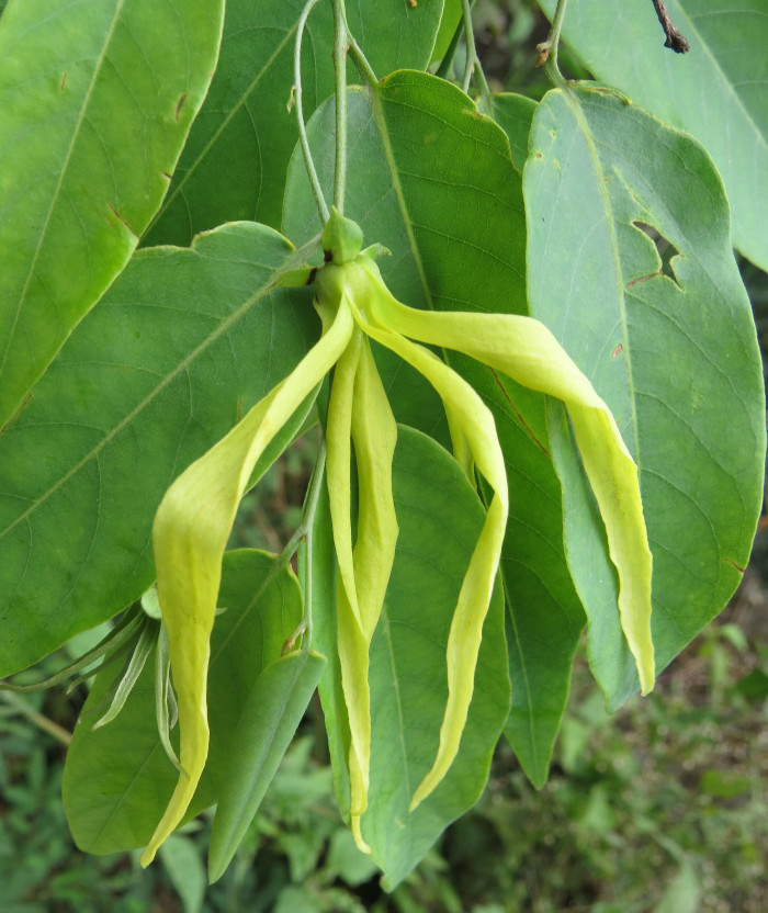 일랑일랑 - YlangYlang, Cananga odorata