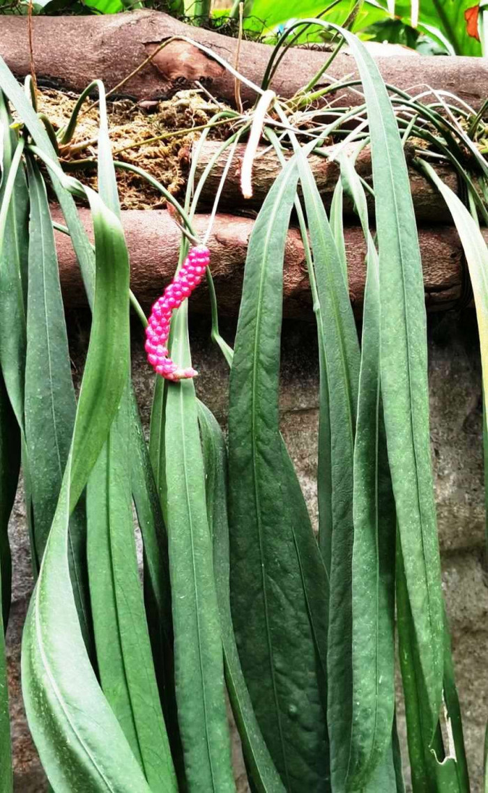 안수리움 웬들링게이 - Spiral Anthurium, Anthurium wendlingeri GM. Barroso