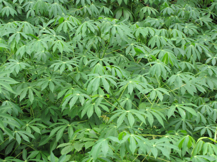 카사바 - Cassava, Manihot esculenta