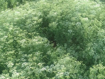 아니스 사진 - Pimpinella anisum L. Photos