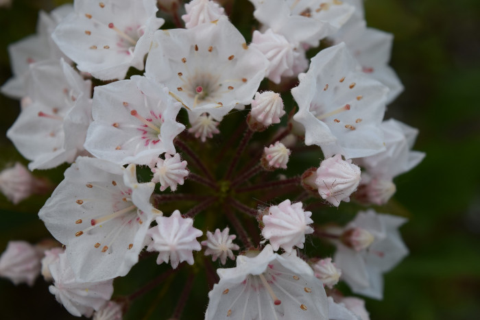칼미아 라티폴리아 - Mountain,Spoonwood,Mountain laurel,Calico bush,Ivy,Calico,Laurel Mountain, Kalmia latifolia