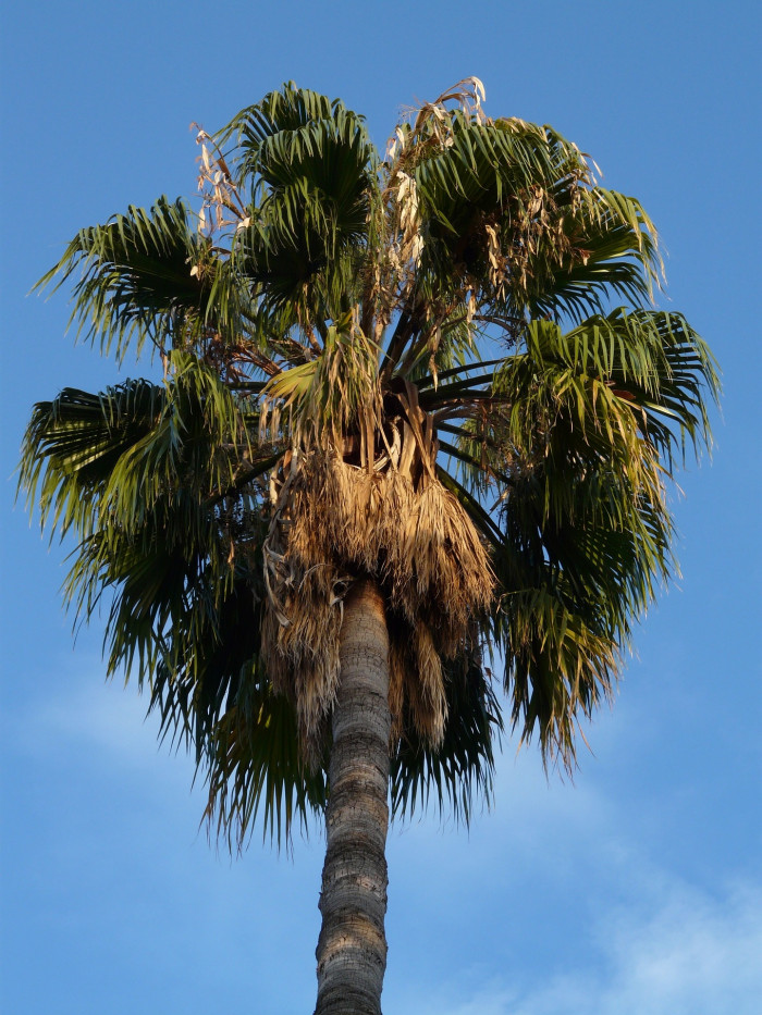 대추야자 - date palm, Phoenix dactylifera