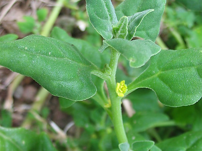 번행초 사진 - Tetragonia tetragonoides (Pall.) Kuntze Photos