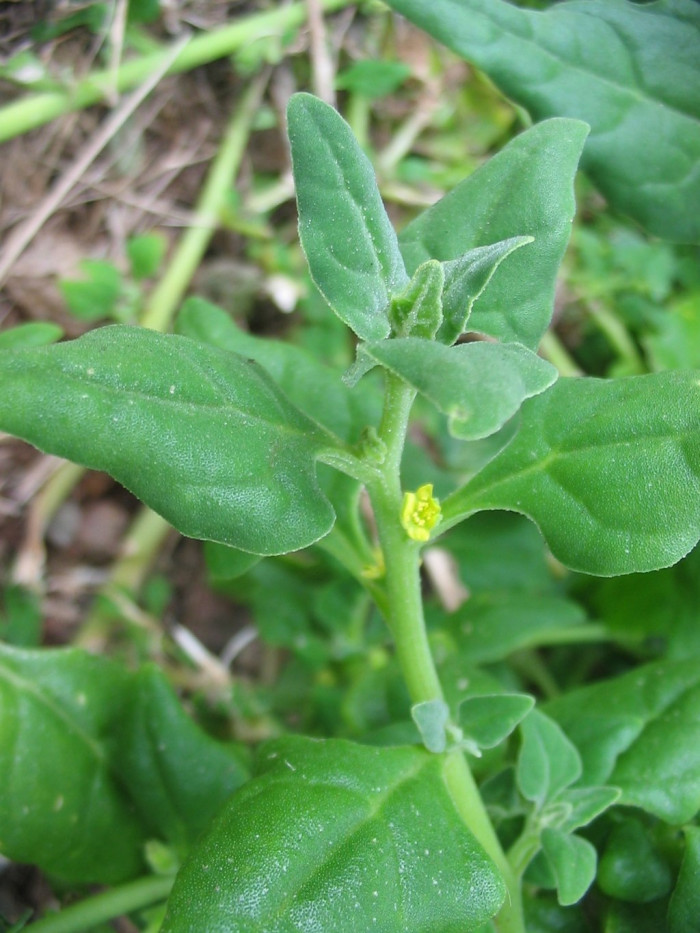 번행초 - Tetragonia tetragonoides (Pall.) Kuntze