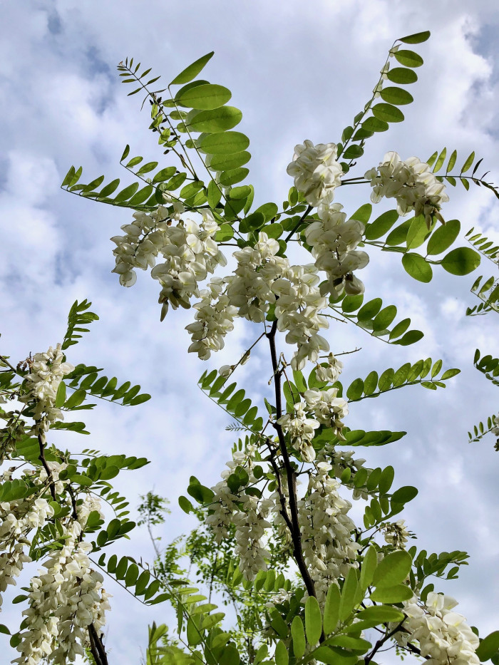 아까시나무 - Robinia pseudoacacia L.