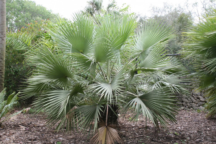 아큘레타 부채 야자 - Brahea Species, Aculeata Fan Palm, Sinaloan Hesper Palm, Brahea aculeata