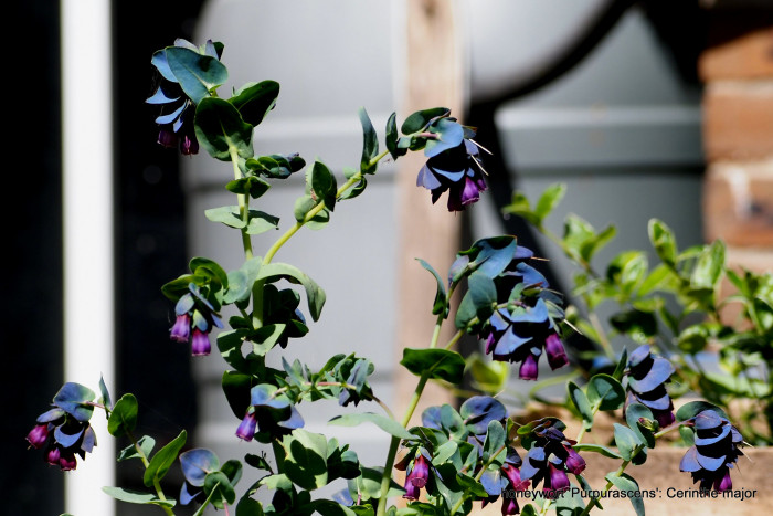 푸른새우꽃 - Honeywort, Cerinthe major L.