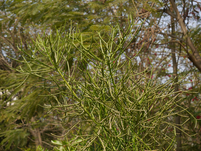 녹산호 - Milkbush, pencil tree, Euphorbia Tirucalli f. variegata