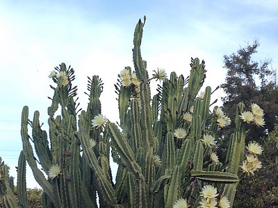 귀면각 사진 - Cereus peruvianus Mill. Photos