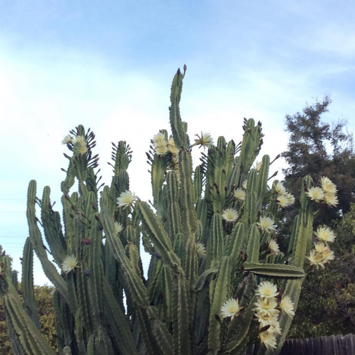 귀면각 - Peruvian apple, Apple cactus, Cereus peruvianus Mill.