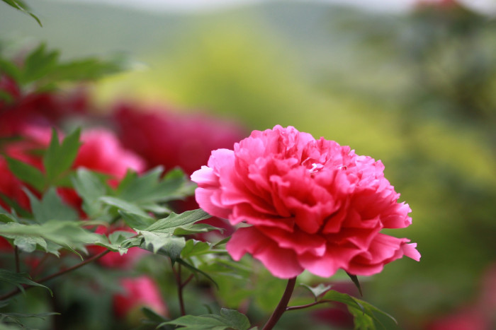 작약 - Chinese peony, Paeonia lactiflora Pall.