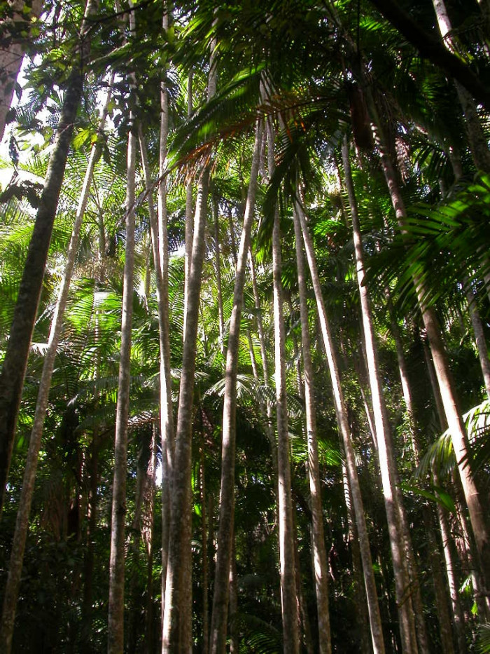 방갈로 야자 - Bangalow palm, king palm, Illawara palm, Archontophoenix Cunninghamiana