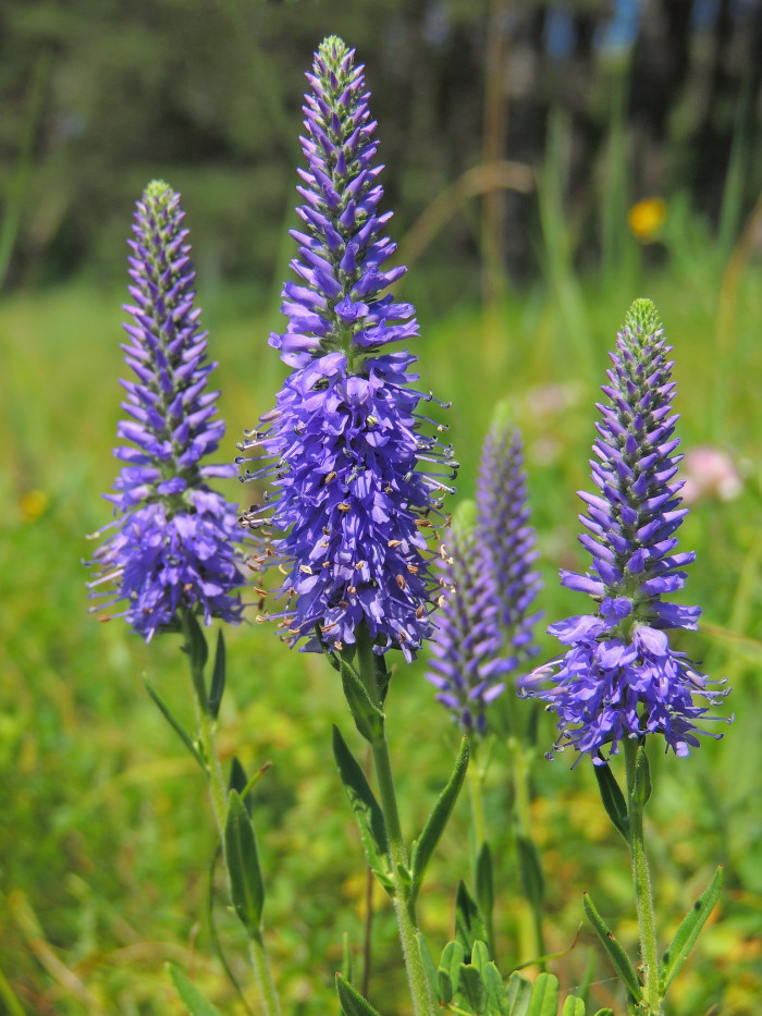 꼬리풀 - Veronica linariaefolia