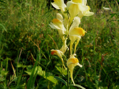 좁은잎해란초 사진 - Linaria vulgaris Hill Photos