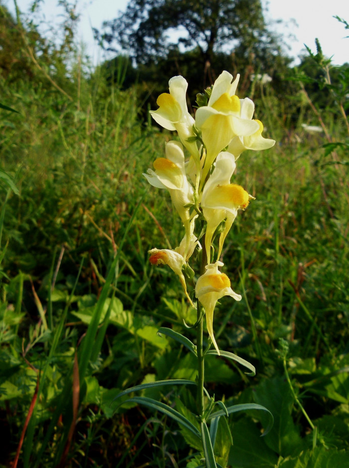 좁은잎해란초 - Linaria vulgaris Hill