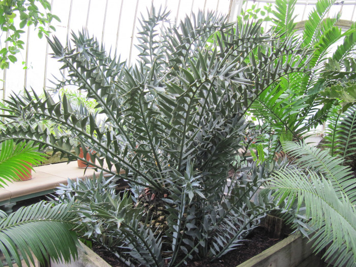 호리더스 소철 - Encephalartos horridus  