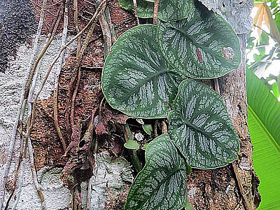 몬스테라 두비아 사진 - Monstera dubia Photos