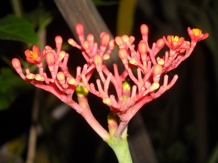 아소카나무 - Ashok, Asoka-tree, Saraca indica L.
