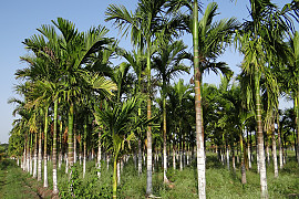 빈랑야자 - Areca catechu L.