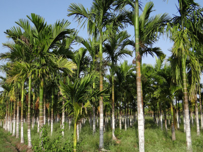 빈랑야자 사진 - Areca catechu L. Photos