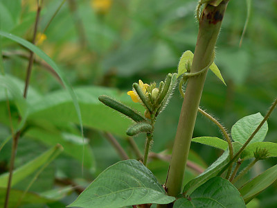 녹두 사진 - Vigna radiata (L.) R. Wilczek Photos