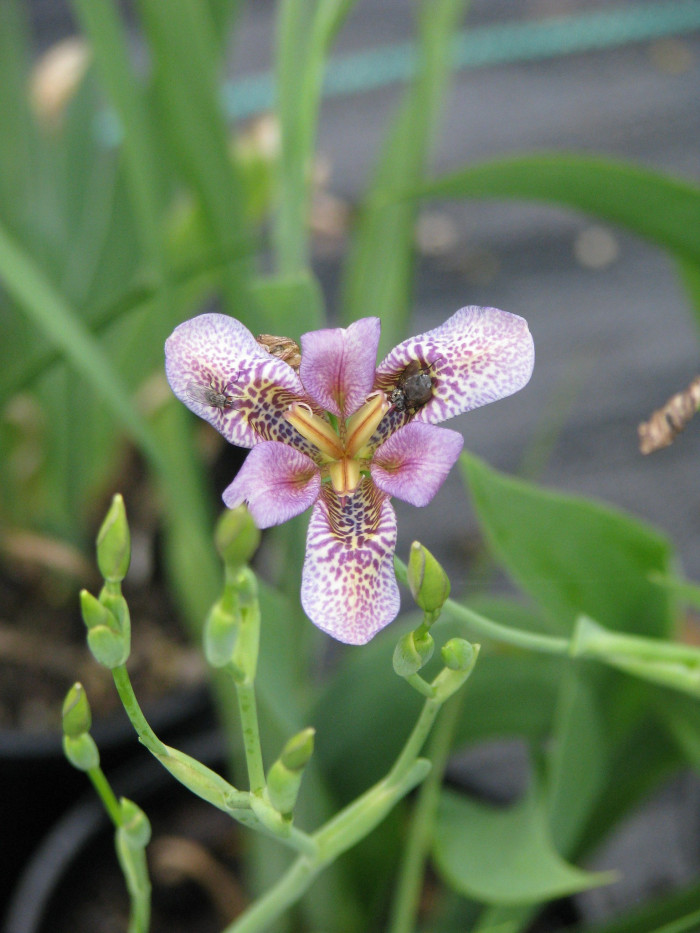 대청부채 - Iris dichotoma Pall.