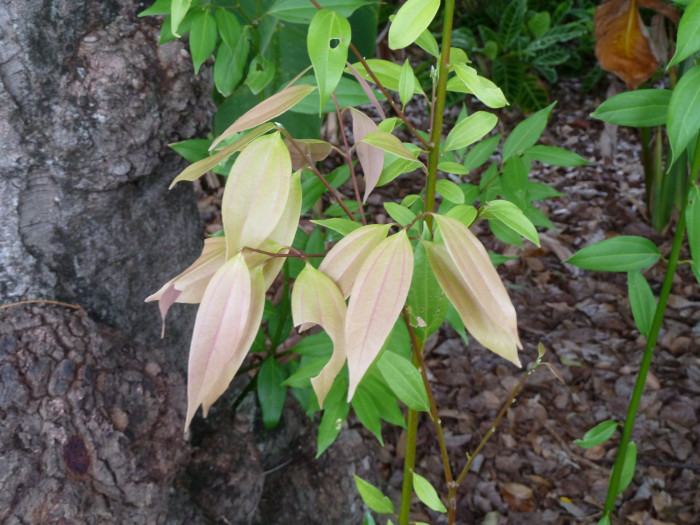 실론 계피 - Cinnamon, Ceylon cinnamon, Cinnamomum verum J. Presl