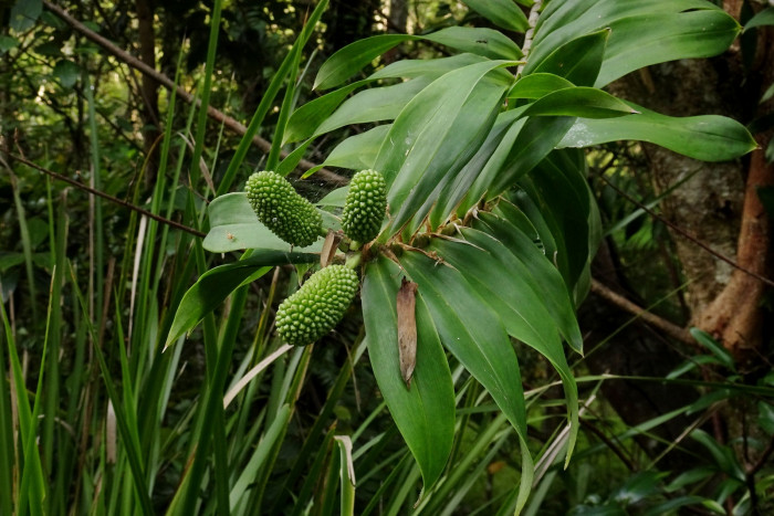 프레이키네티아 - Freycinetia arborea