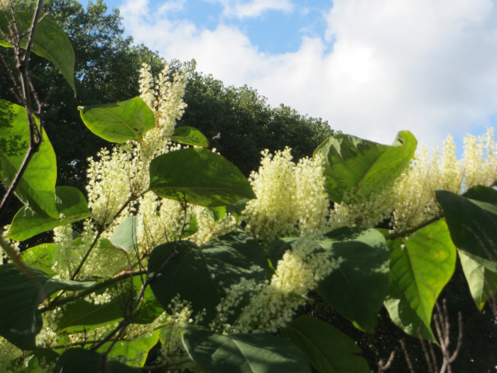 호장근 - Fallopia japonica (Houtt.) RonseDecr.
