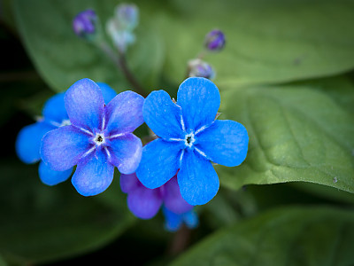 푸른 눈의 메리 사진 - Omphalodes verna Photos