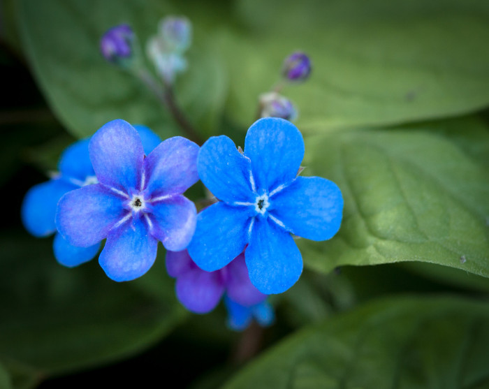 푸른 눈의 메리 - Blue eyed Mary, Omphalodes verna