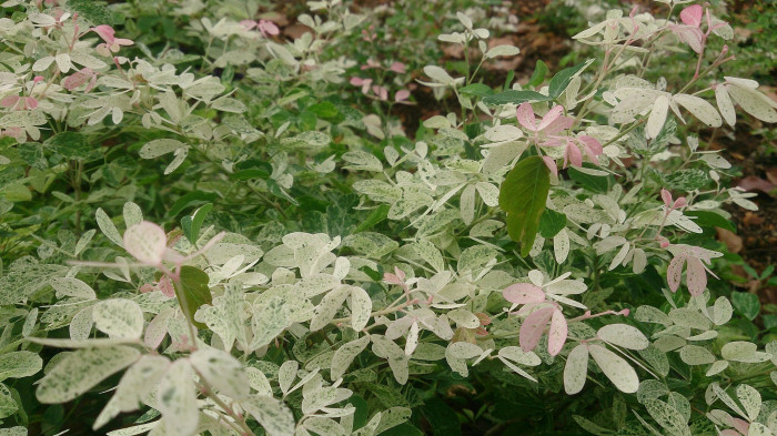 브레이니아 니보사 - Snow Bush, Breynia nivosa 