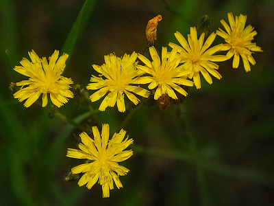 조밥나물 사진 - Hieracium umbellatum L. Photos