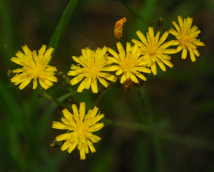 조밥나물 - Canada Hawkweed, Hieracium umbellatum L.
