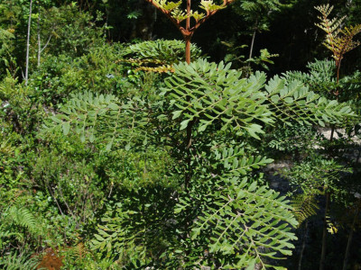 로마티아 페루기네아 사진 - Lomatia ferruginea Photos