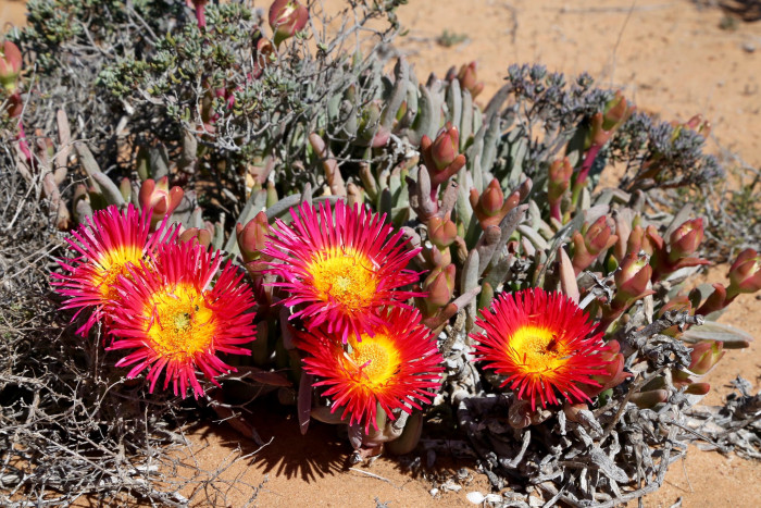 요술꽃 - Cephalophyllum subulatoides