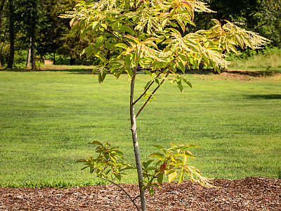 옥시덴드론 사진 - Oxydendrum arboreum Photos