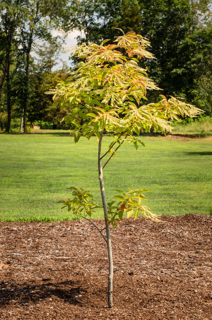 옥시덴드론 - Sourwood, Sorrel tree, Oxydendrum arboreum