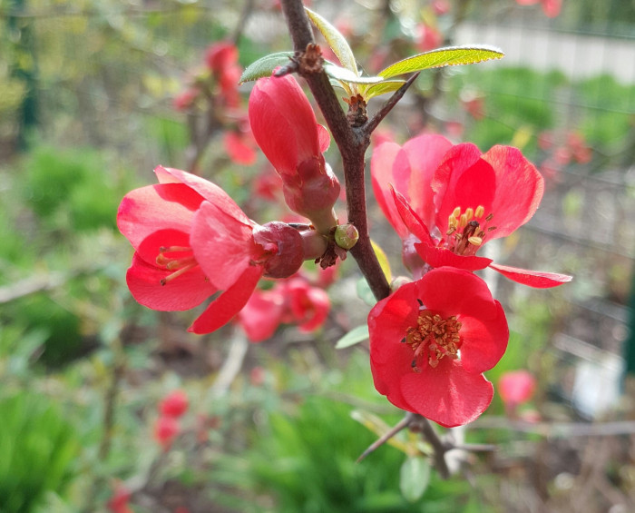 명자나무 -  Chaenomeles speciosa, Chaenomeles japonica (Thunb.) Lindl. ex Spach