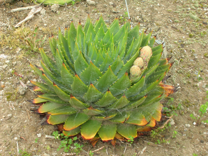 알로에 폴리필라 - Spiral Aloe, Aloe polyphylla