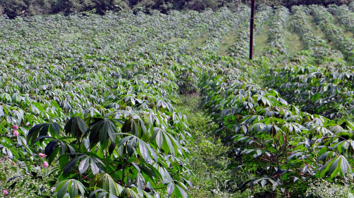 카사바 - Cassava, Manihot esculenta