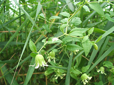 덩굴별꽃 사진 - Cucubalus baccifer var. japonicus Miq. Photos