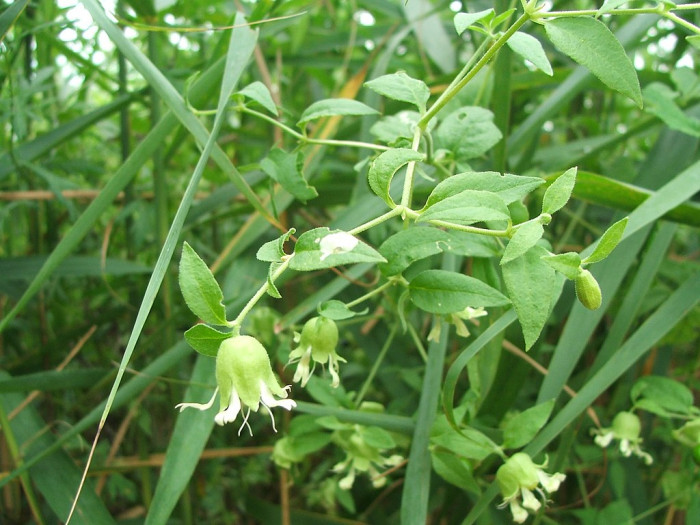 덩굴별꽃 - Cucubalus baccifer var. japonicus Miq.